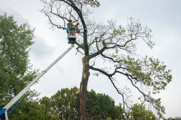 Best Tree Maintenance Programs  in Farragut, TN